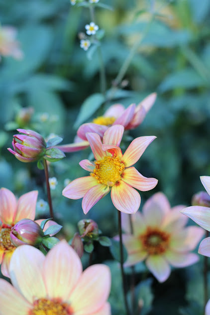 Dahlia Totally Tangerine