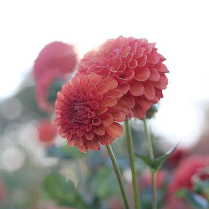 Dahlia Valley Rust Bucket