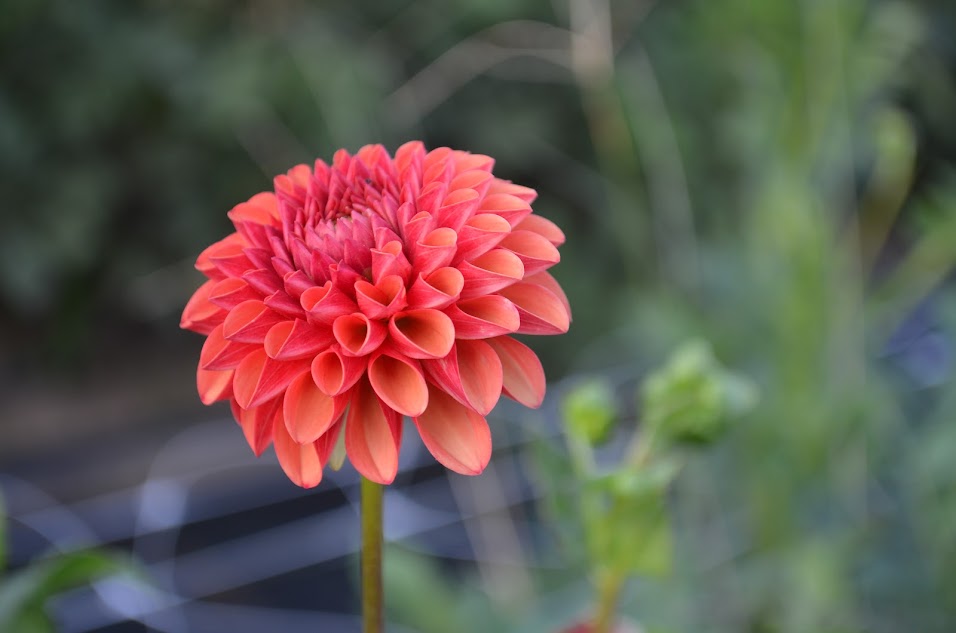 Dahlia Valley Rust Bucket