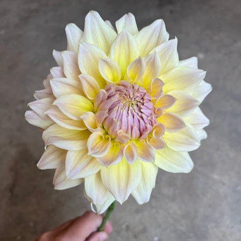 Dahlia Westerton Lillian